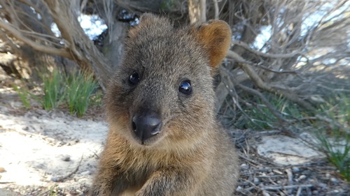 Quokka