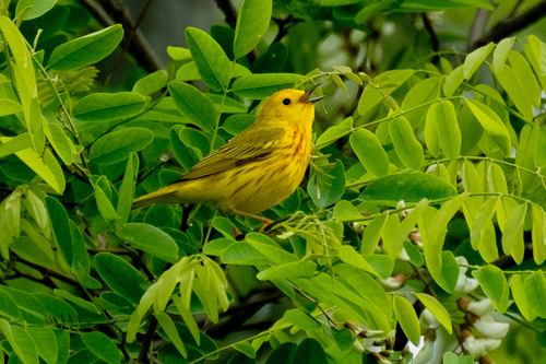 Northern Yellow Warbler