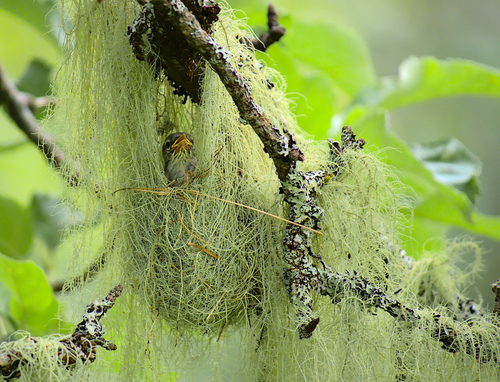 Northern Parula