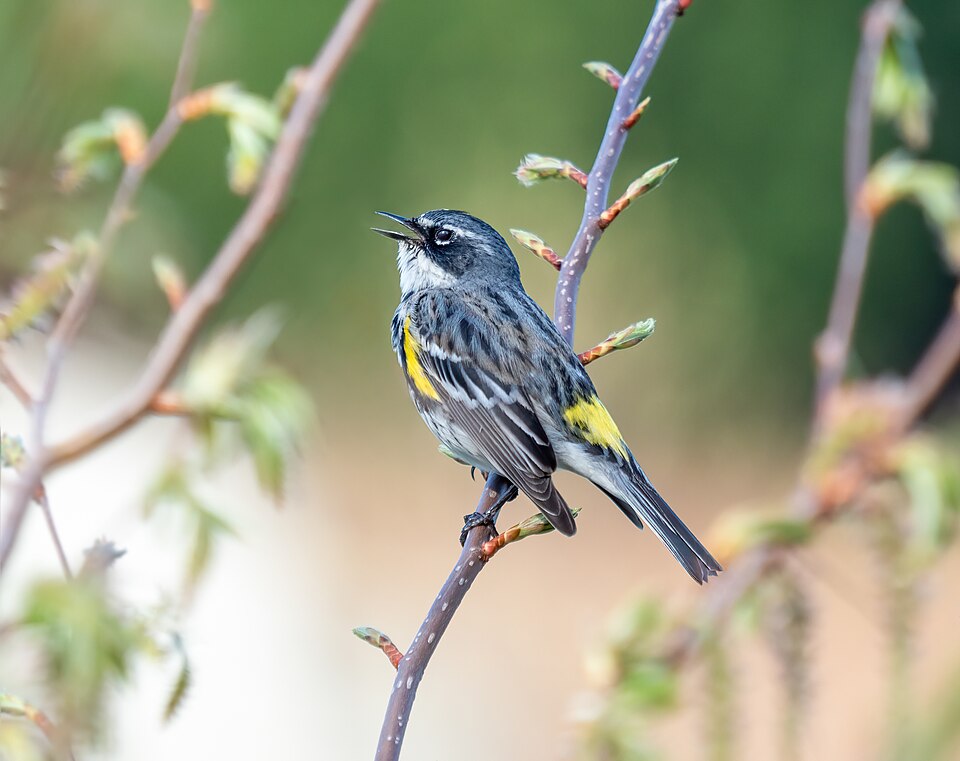 Yellow-rumped Warbler