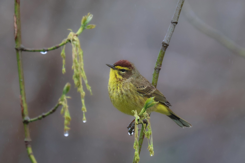 Palm Warbler