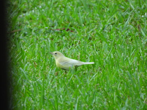 Pine Warbler