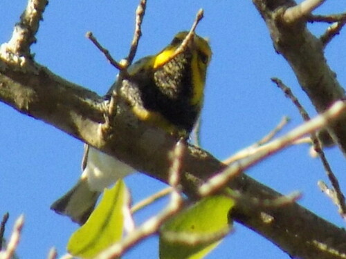 Black-throated Green Warbler