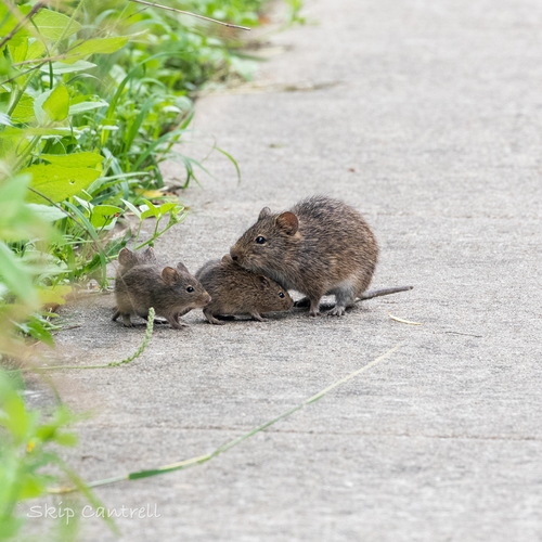 Hispid Cotton Rat
