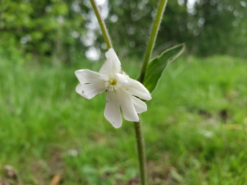 White campion
