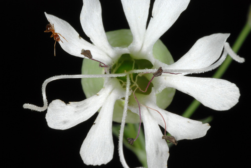 Bladder campion