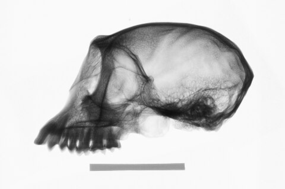 Pig-tailed Langur