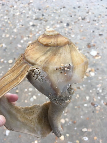Lightning Whelk