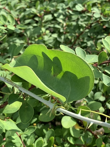 Roundleaf greenbrier