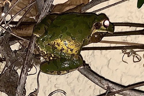 Mexican Treefrog