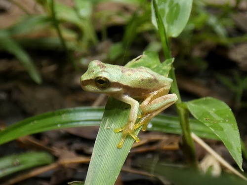 Masked Tree Frog