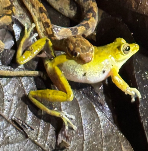 Drab Tree Frog