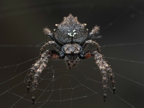 Knobbled Orbweaver