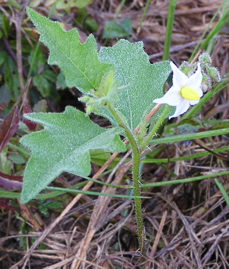 Carolina horsenettle