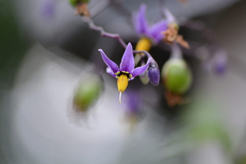 Bittersweet nightshade