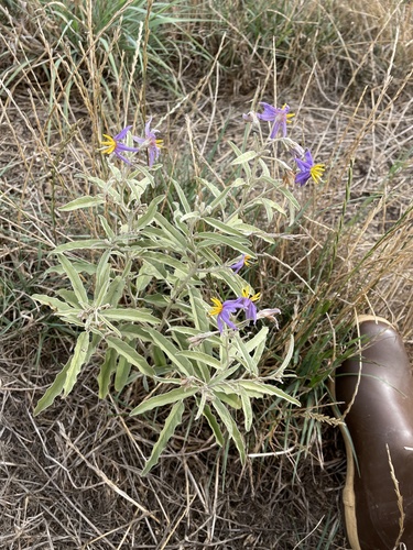 Silverleaf nightshade
