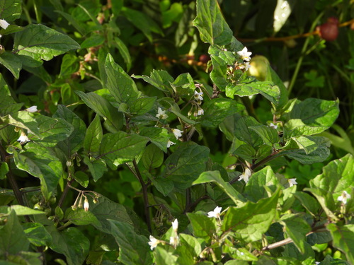 Black nightshade