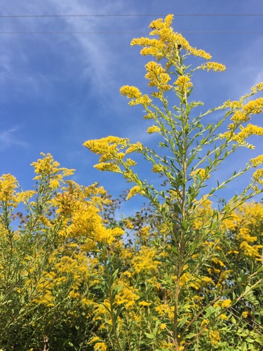 Tall goldenrod