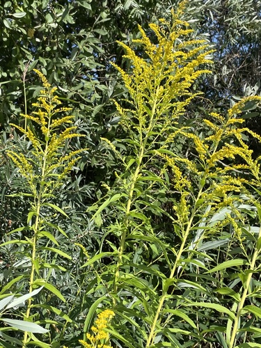 Canada goldenrod