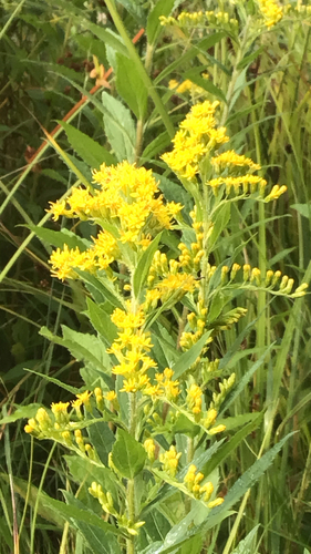 Common wrinkle-leaved goldenrod