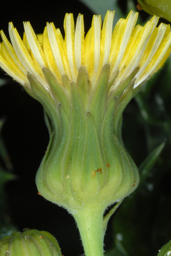 Prickly sowthistle