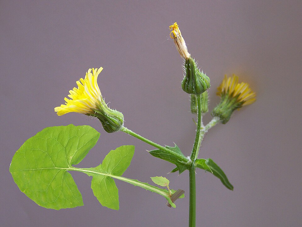 Common Sow-thistle