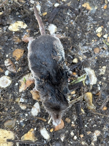 Common Shrew