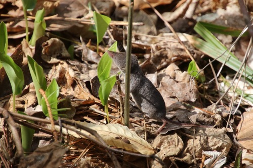 Masked Shrew