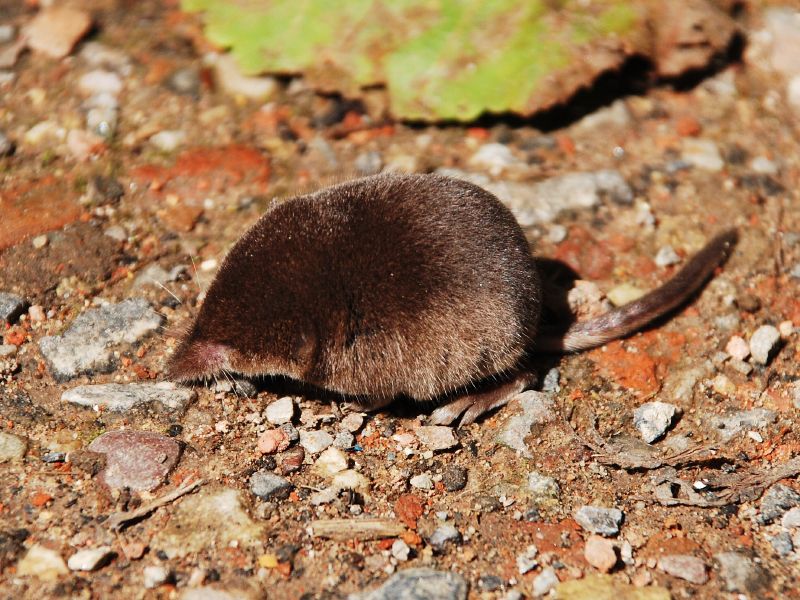 Eurasian Pygmy Shrew