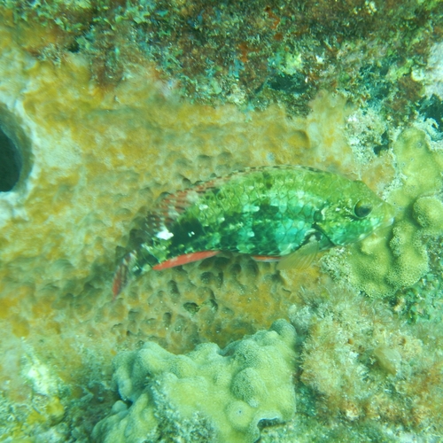 Redband Parrotfish