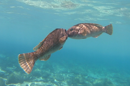 European Parrotfish