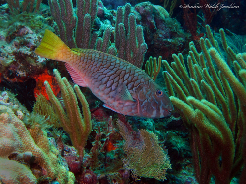 Yellowtail Parrotfish