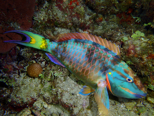 Stoplight Parrotfish