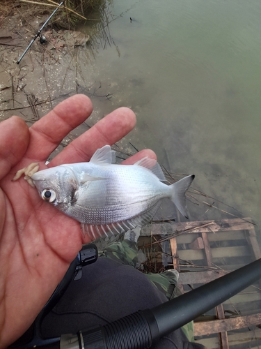 Gilthead Seabream
