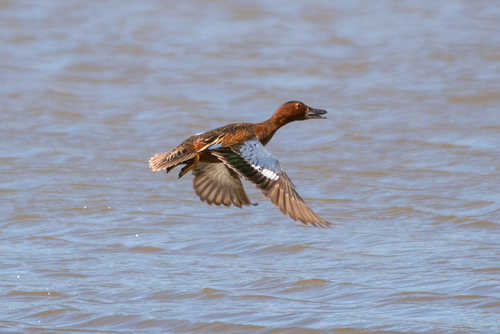 Cinnamon Teal