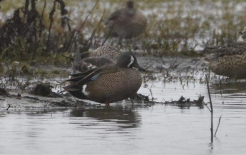 Blue-winged Teal
