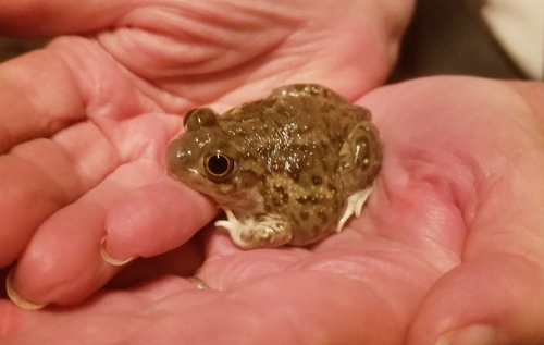 Plains Spadefoot