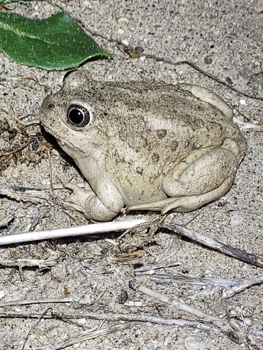 Great Basin Spadefoot
