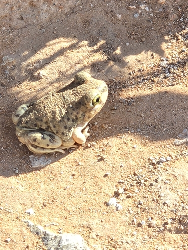 Mexican Spadefoot