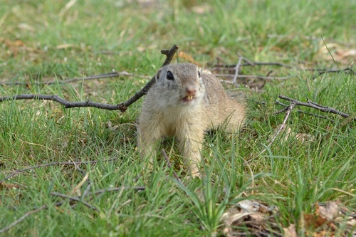 European Ground Squirrel