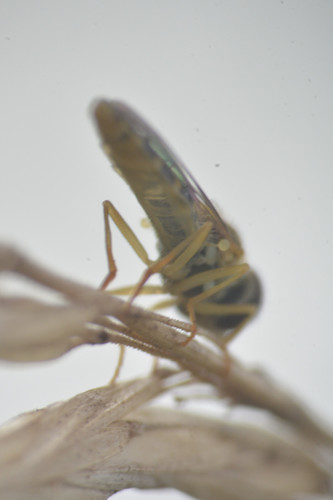 Common Globetail