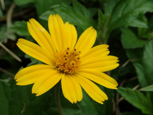 Trailing Daisy