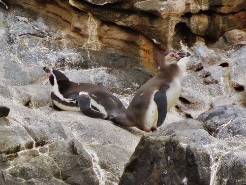 Humboldt Penguin