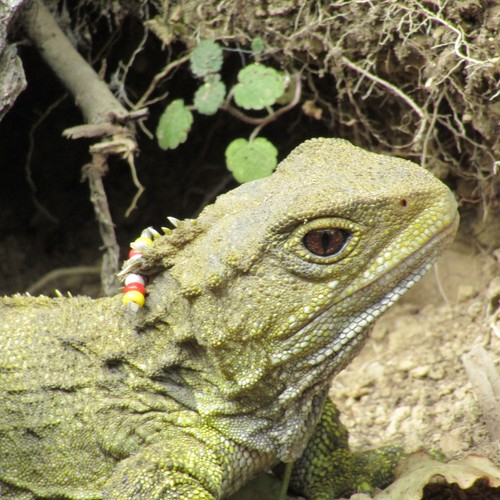 Tuatara