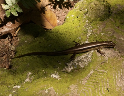 Indian Forest Skink