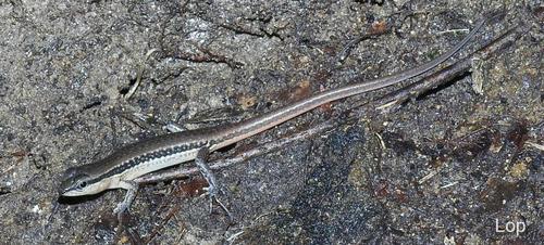 Spotted Forest Skink