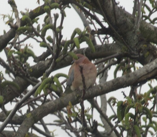 Laughing Dove