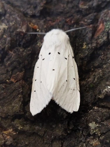 White Ermine