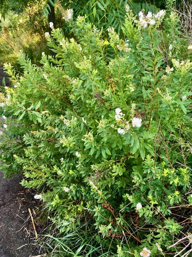 White meadowsweet