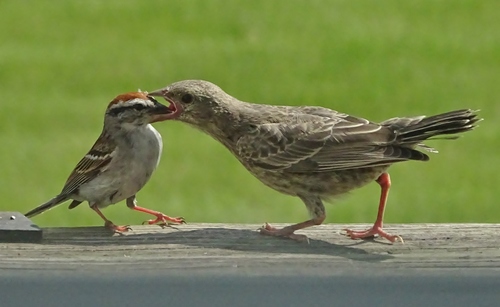 Chipping Sparrow